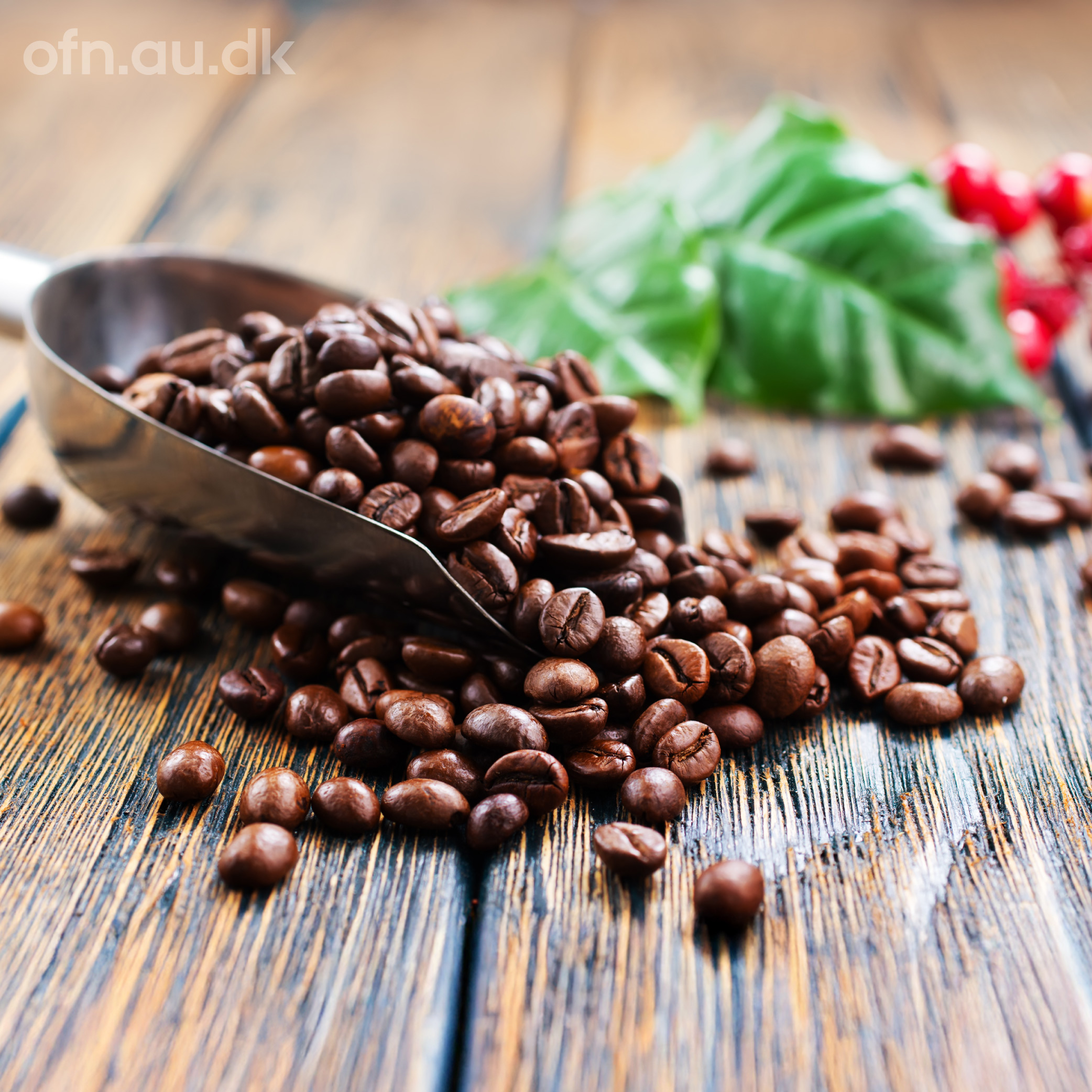 Offentlige foredrag i Naturvidenskab: Kaffe